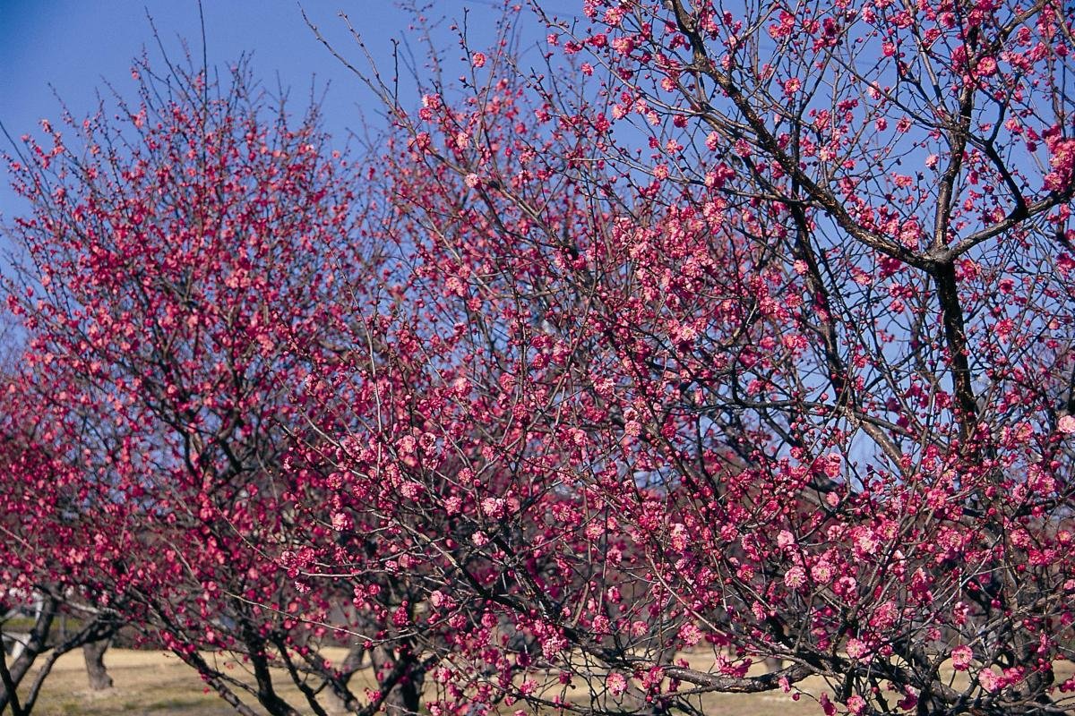 🎡 미나미 공원(미나미 코엔) 이미지 9